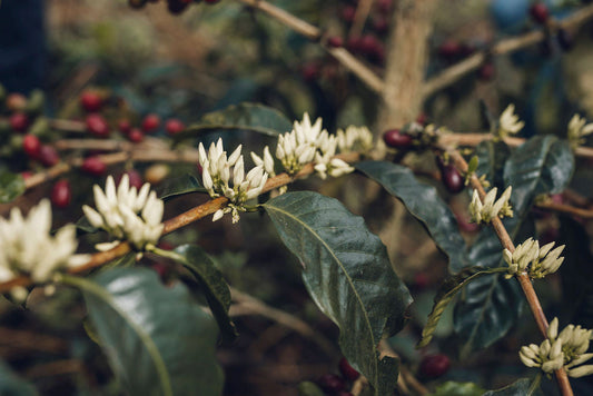 Specialty Coffee Categories at Pergamino: How to Pick Your Perfect Cup